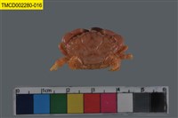 藏品(肉球皺蟹)的圖片